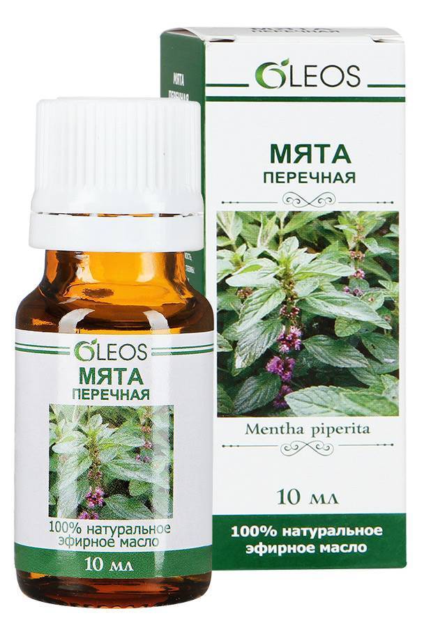 Эфирное масло мяты перечной: свойства и применение