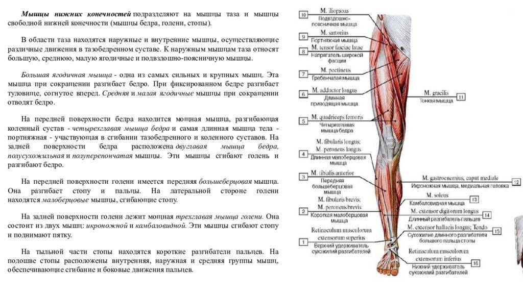 Строение мышц ног