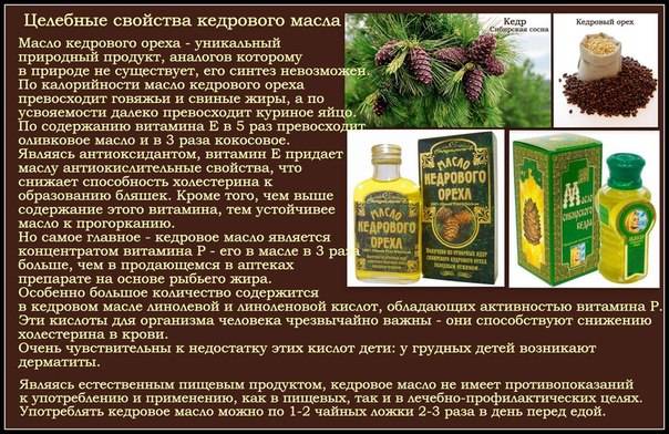 Кедровое масло: лечебные, полезные свойства и противопоказания, отзывы о применении