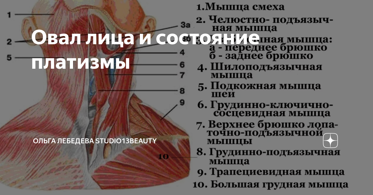 Платизма - мышца шеи, комплекс упражнений для укрепления, функции и анатомия