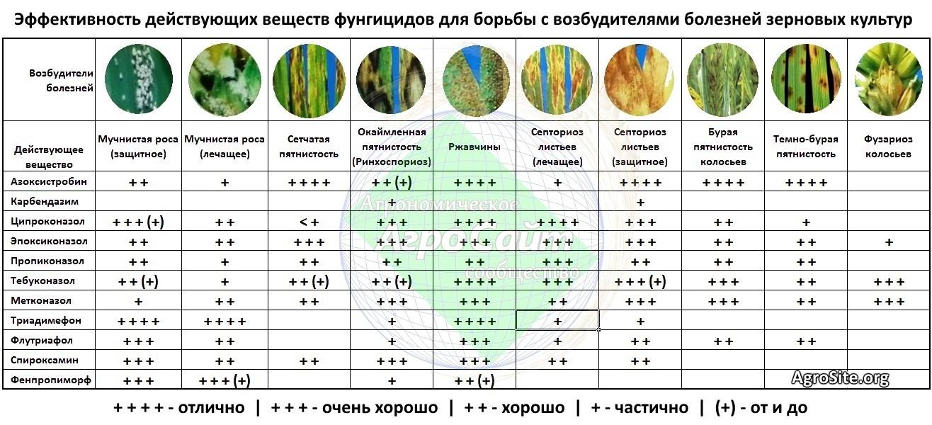 Противогрибковый спрей для обуви: полезные свойства