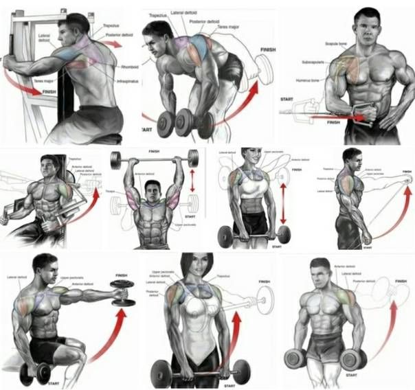 Тренировка плеч в тренажерном зале, упражнения и техника