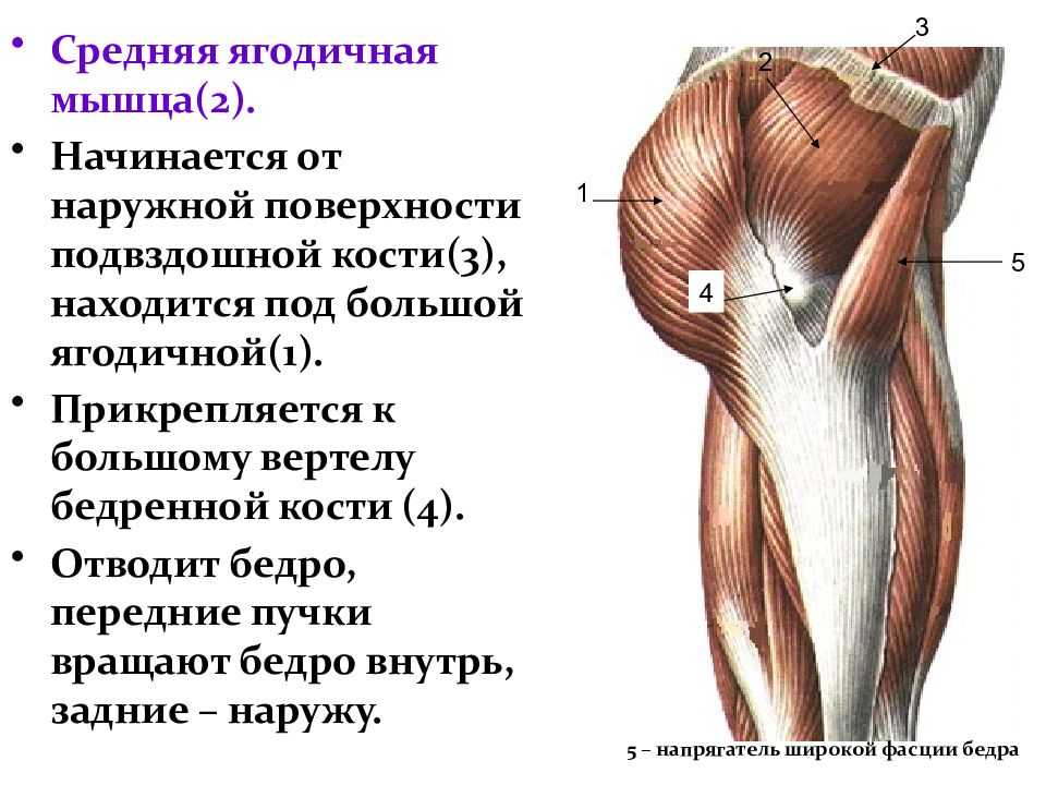 Попа полочкой: как сделать ее круглой и убрать впадины по бокам? средняя ягодичная мышца