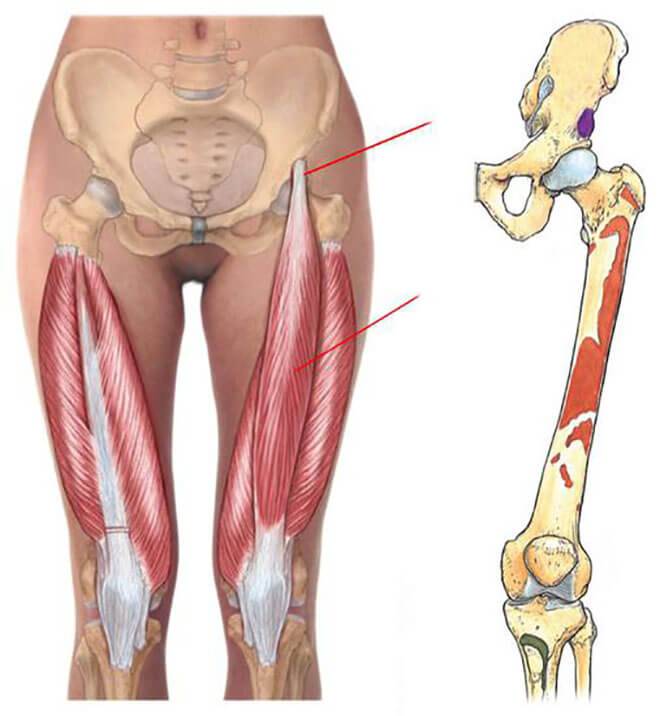 Боковая сторона бедра. Ректус феморис. Мышцы бедра анатомия. Rectus femoris мышца. Бедренная кость мышцы анатомия.