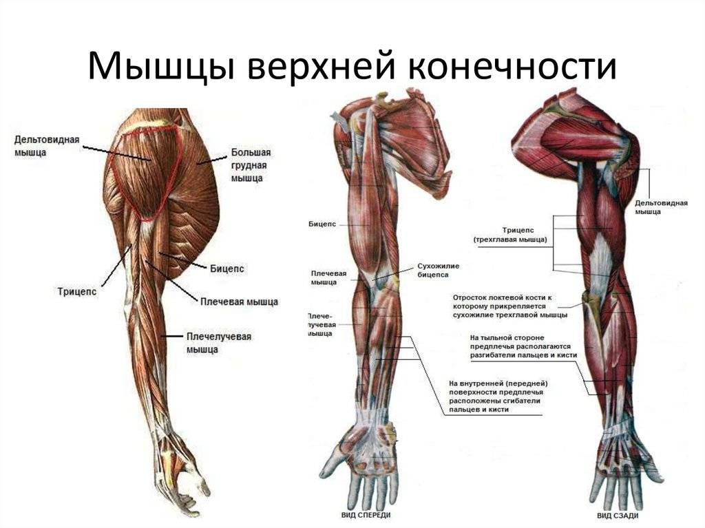 Анатомия мышц ног: тонкости и секреты мускулистых бедер/ягодиц