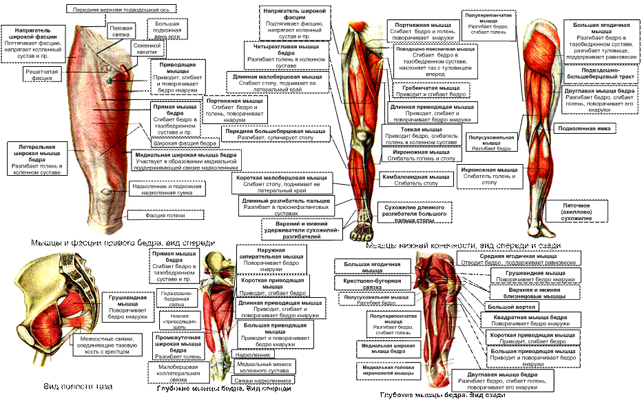 Живота верхних и нижних конечностей. Поверхностные мышцы нижних конечностей вид спереди. Мышцы нижних конечностей основные мышцы. Поверхностные мышцы нижней конечности спереди. Мышцы правой нижней конечности вид спереди.