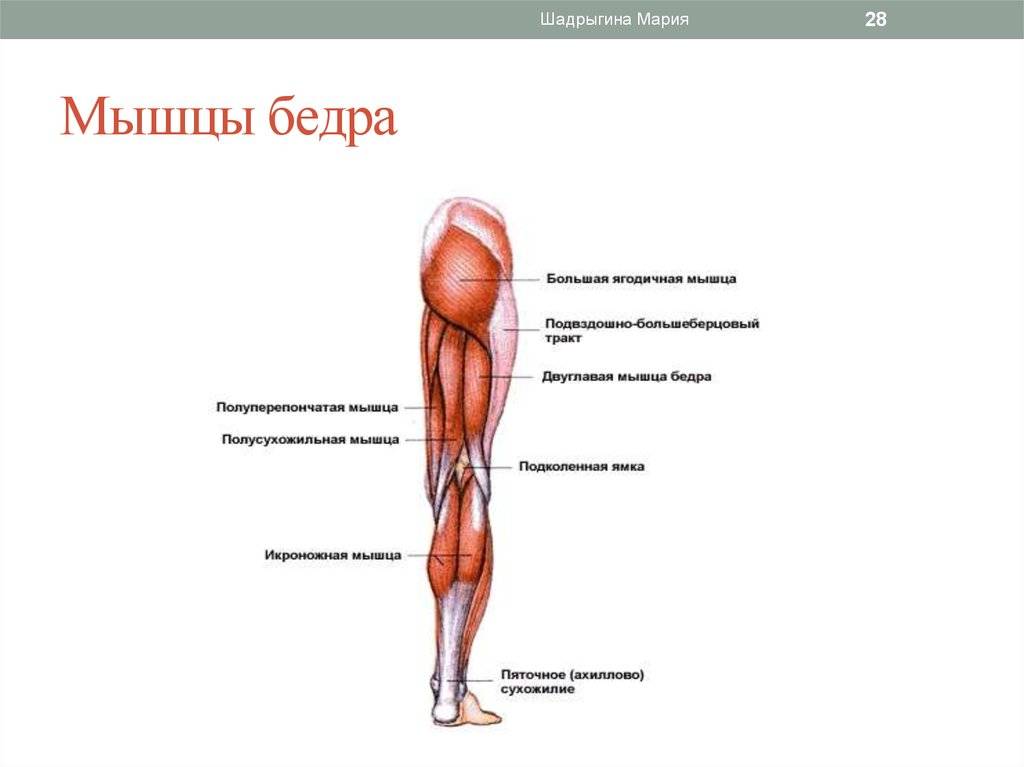 Мышцы ног: названия, строение и функции