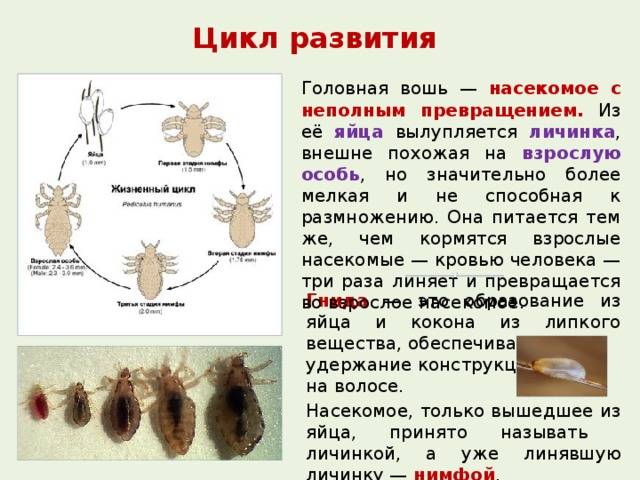 Как быстро размножаются вши и гниды — стадии и этапы развития вшей у человека | паранит