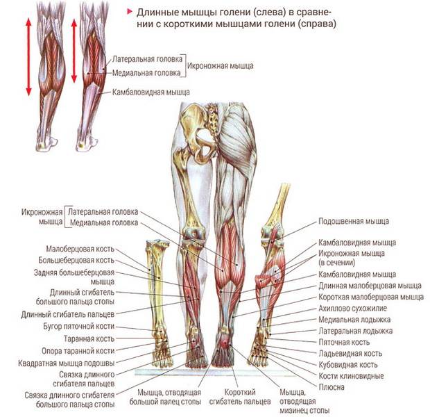 Мышцы Ног Названия Фото