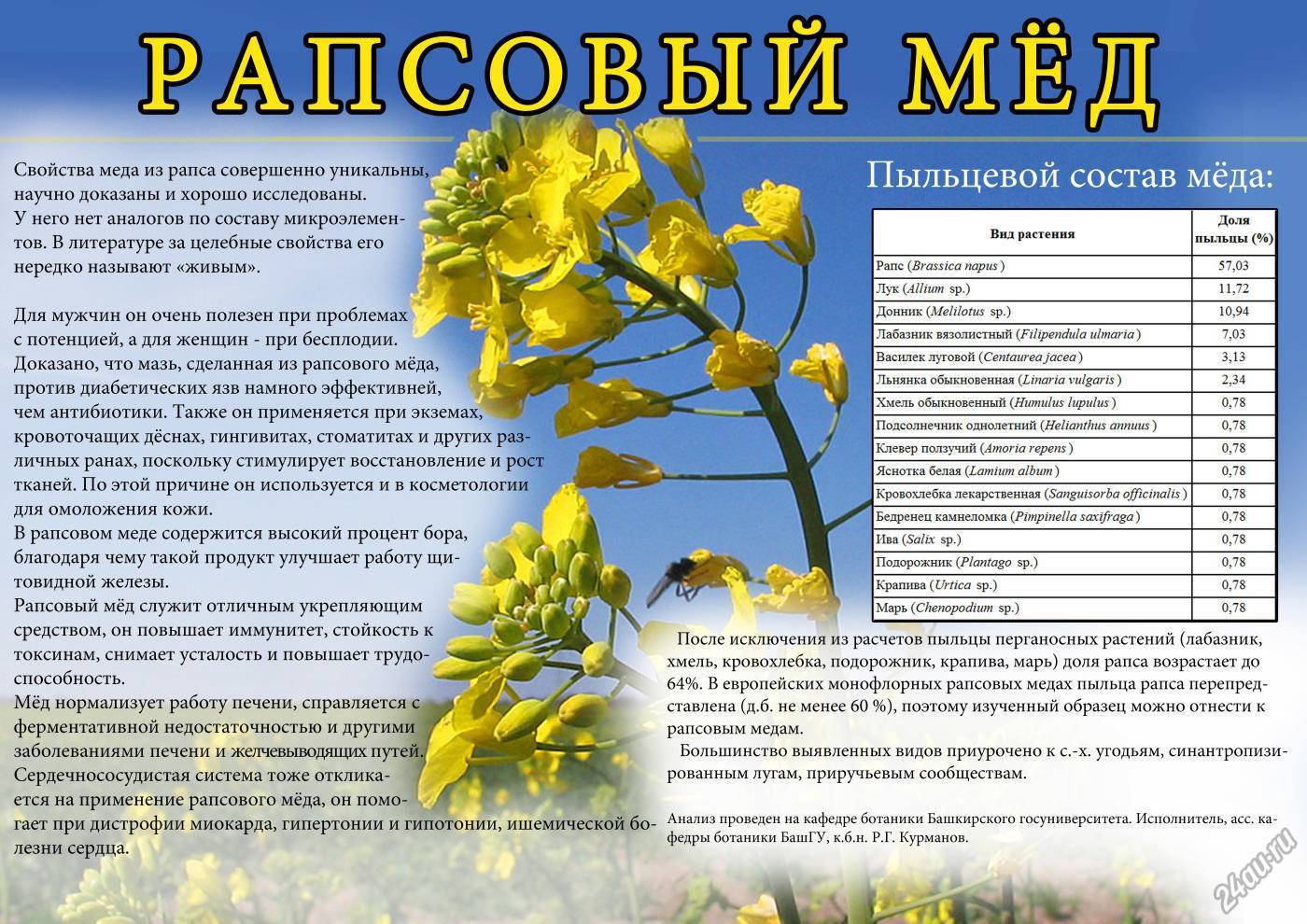 Рапсовый мед. Полезные свойства, лечебные, как употреблять, противопоказания