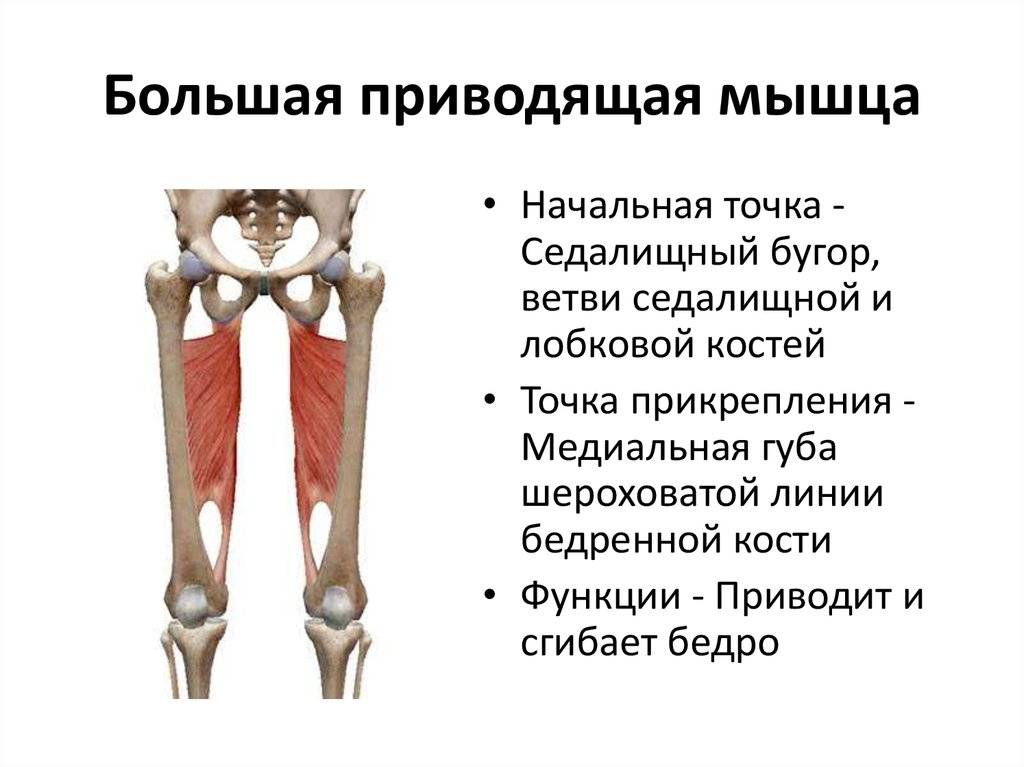 Анатомия и строение мышц ног + подборка лучших упражнений