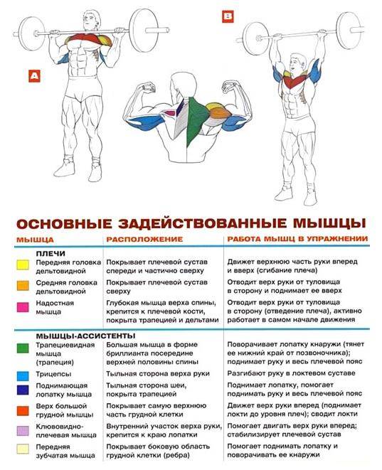 Жим гантелей лежа — техника выполнения упражнения и ошибки
