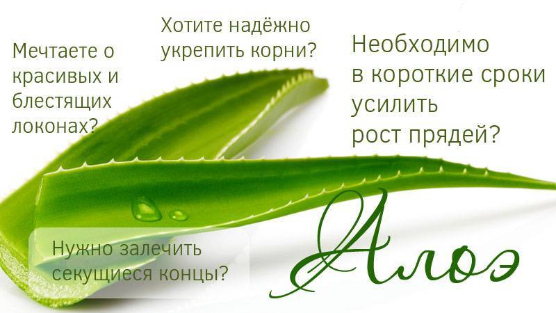 Алоэ - целебное масло для волос. рецепты масок с маслом алоэ