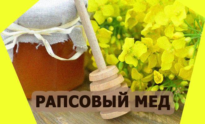 Свойства и особенности рапсового меда