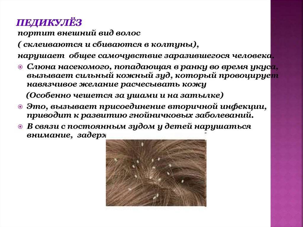 Могут ли появиться вши на нервной почве: миф или реальность, почему часто считают, что педикулез развивается от стресса