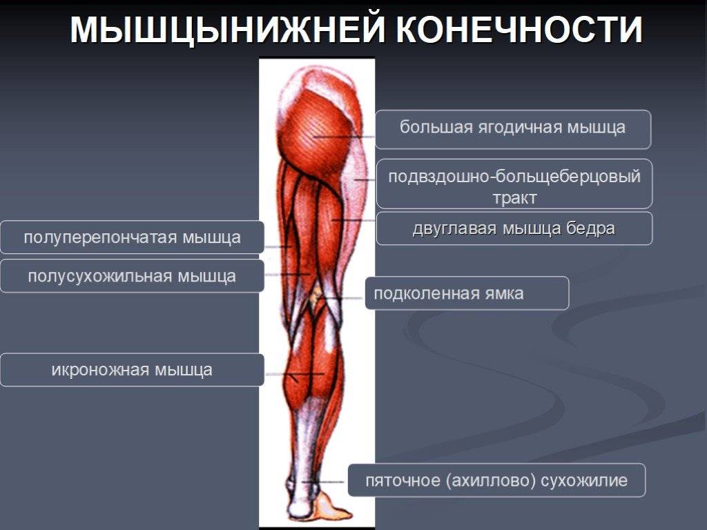 Анатомия мышц ног - бомба тело
