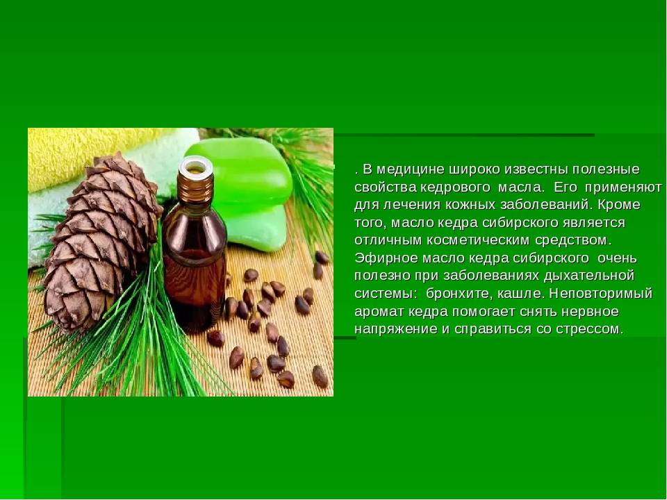 Масло кедровое - полезные и опасные свойства