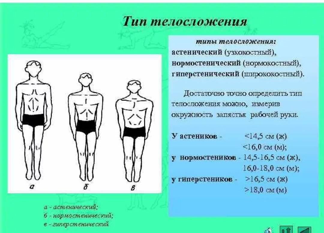 Типы телосложения и тренировки