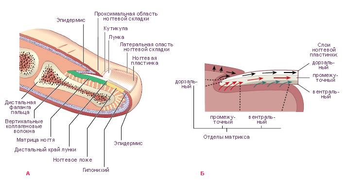 Кутикула, эпонихий, птеригий ногтя. как ухаживать за кутикулой