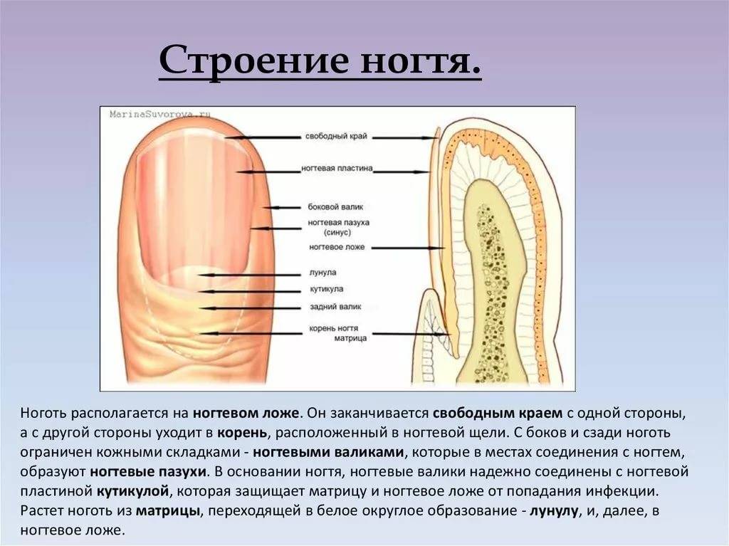 Строение ногтевой пластины схема для маникюра