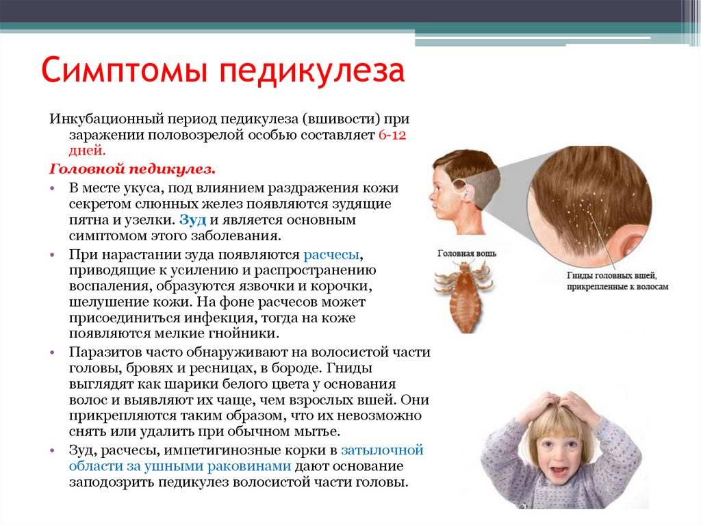 Вши на голове у детей: причины появления, осложнения