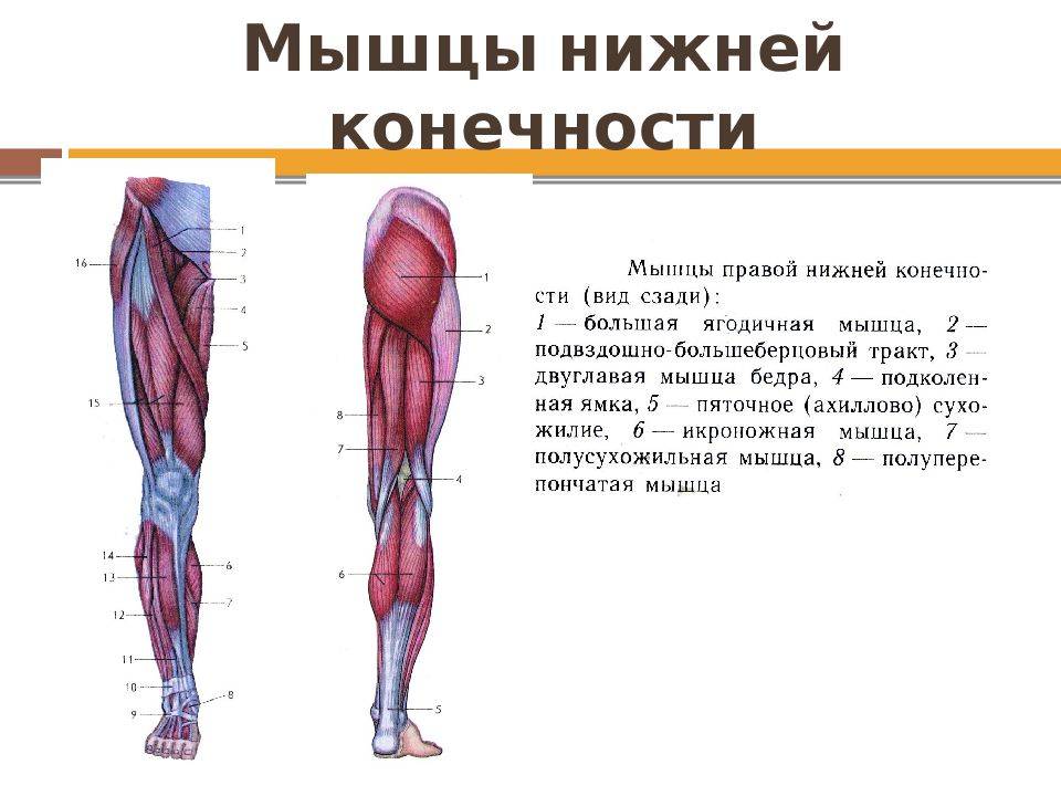 Голень на теле. Мышцы нижней конечности вид сбоку. Мышцы нижней конечности анатомия строение. Мышцы пояса нижней конечности анатомия. Мышцы нижней конечности и их функции анатомия.