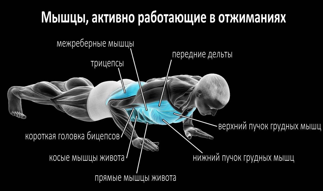 Как правильно отжиматься: техники для мужчин и женщин