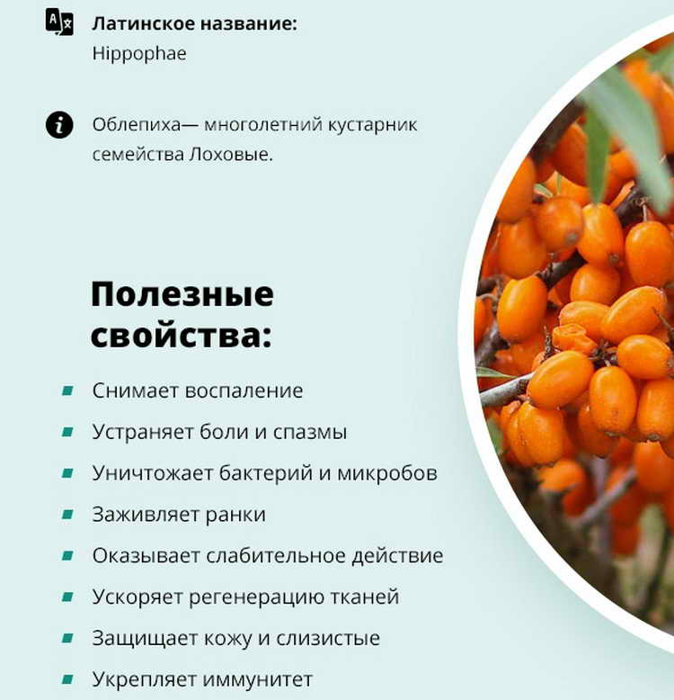 Облепиховое масло: лечебные свойства и противопоказания