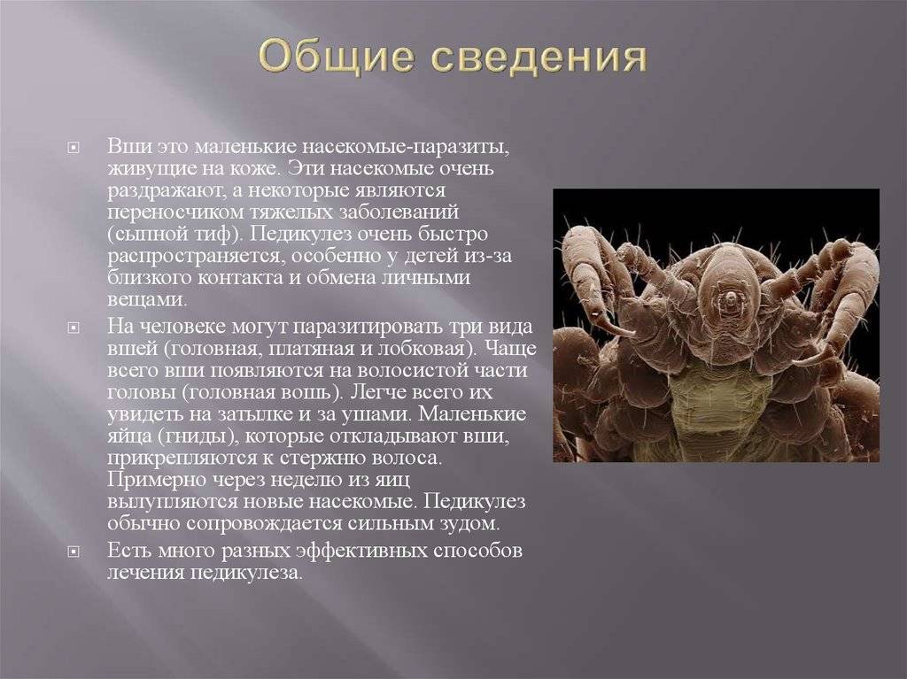 Могут ли вши появиться на нервной почве