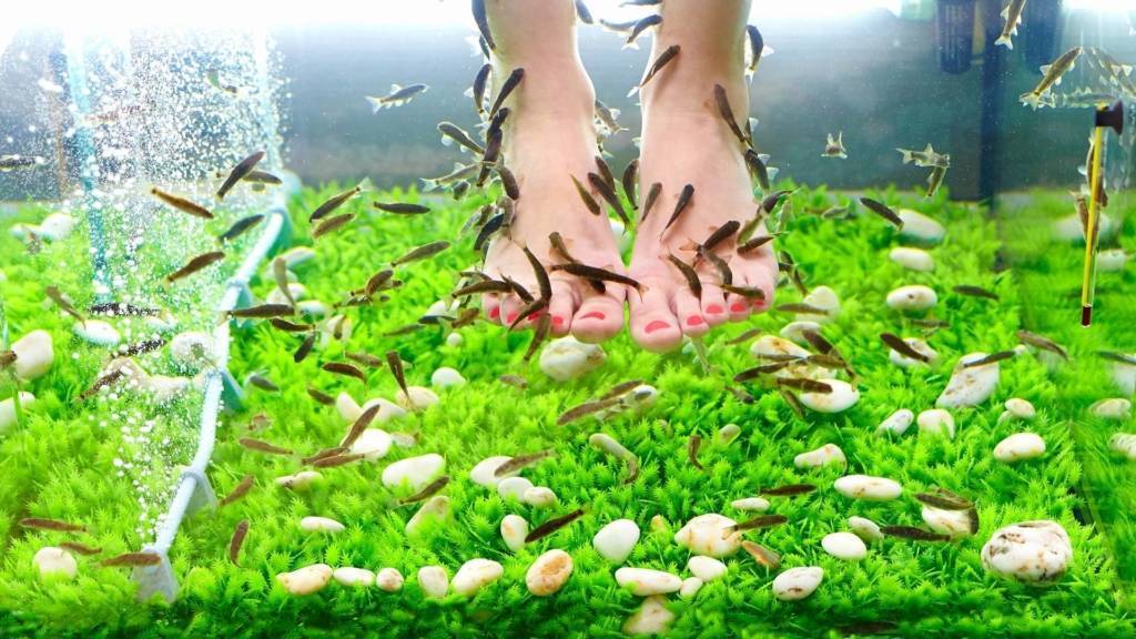 Рыбки которые едят ороговевшую кожу. что представляет собой фиш-пилинг гарра руфа? | маникюр