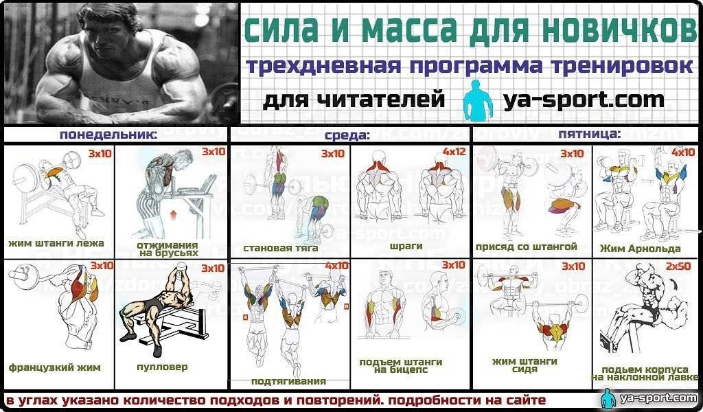 Программа тренировок для девушек в тренажерном зале
