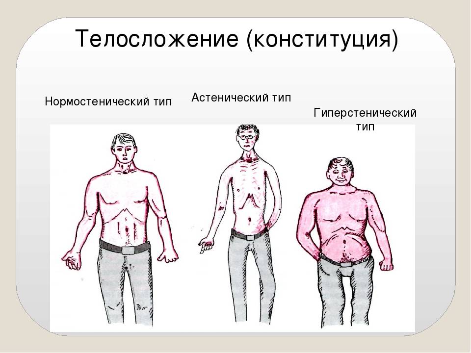 Типы телосложения 👫 – нормостеник - жизнь в движении