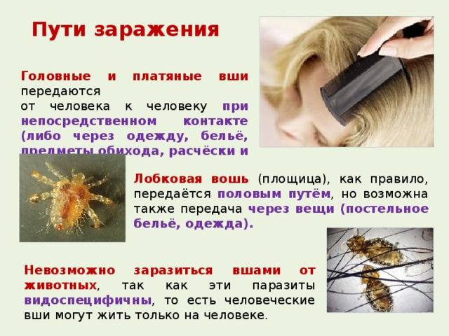 Могут ли появиться от нервов вши