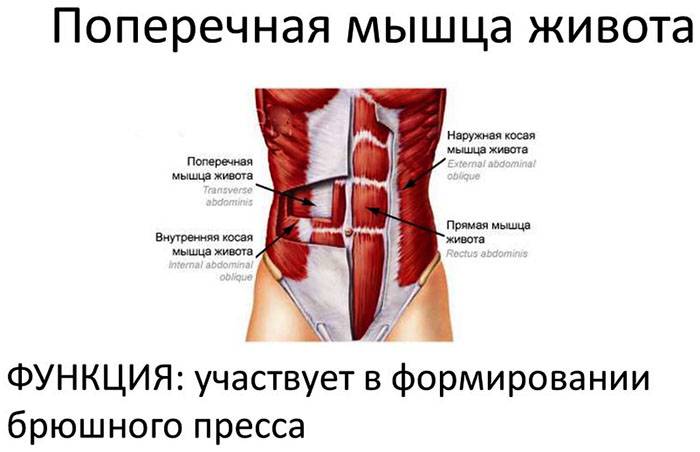 Мышцы живота. мышцы стенок брюшной полости. вспомогательный аппарат мышц живота. нормальная анатомия человека: конспект лекций