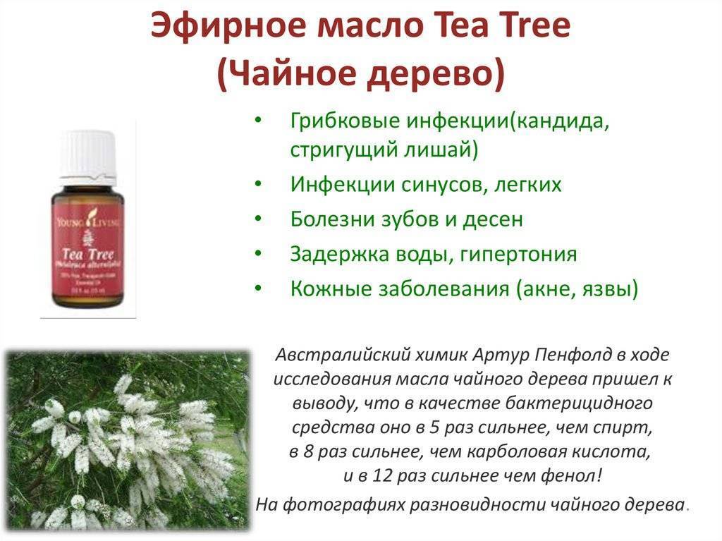 Лечение грибка ногтей маслом чайного дерева