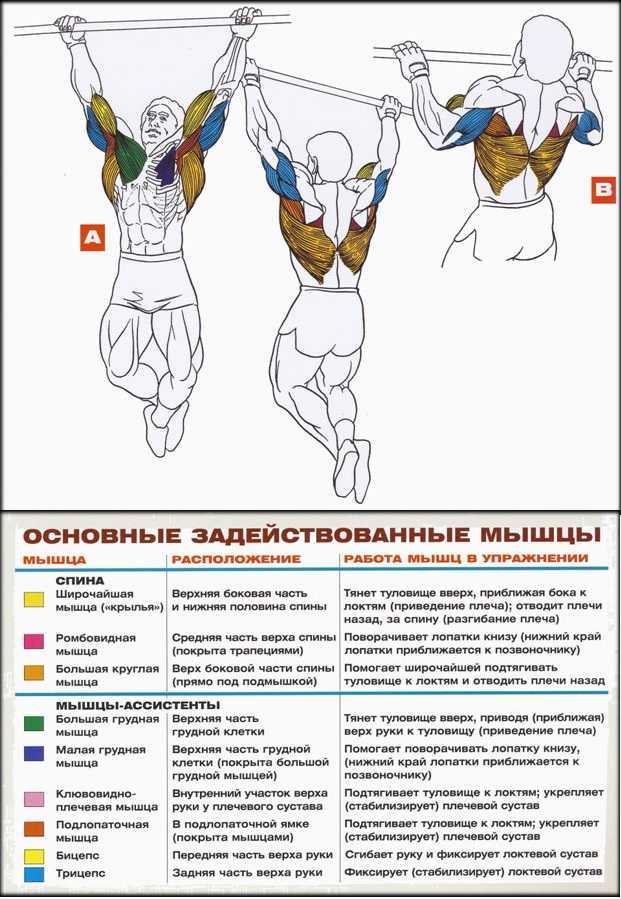 Научиться подтягиваться на турнике — для начинающих