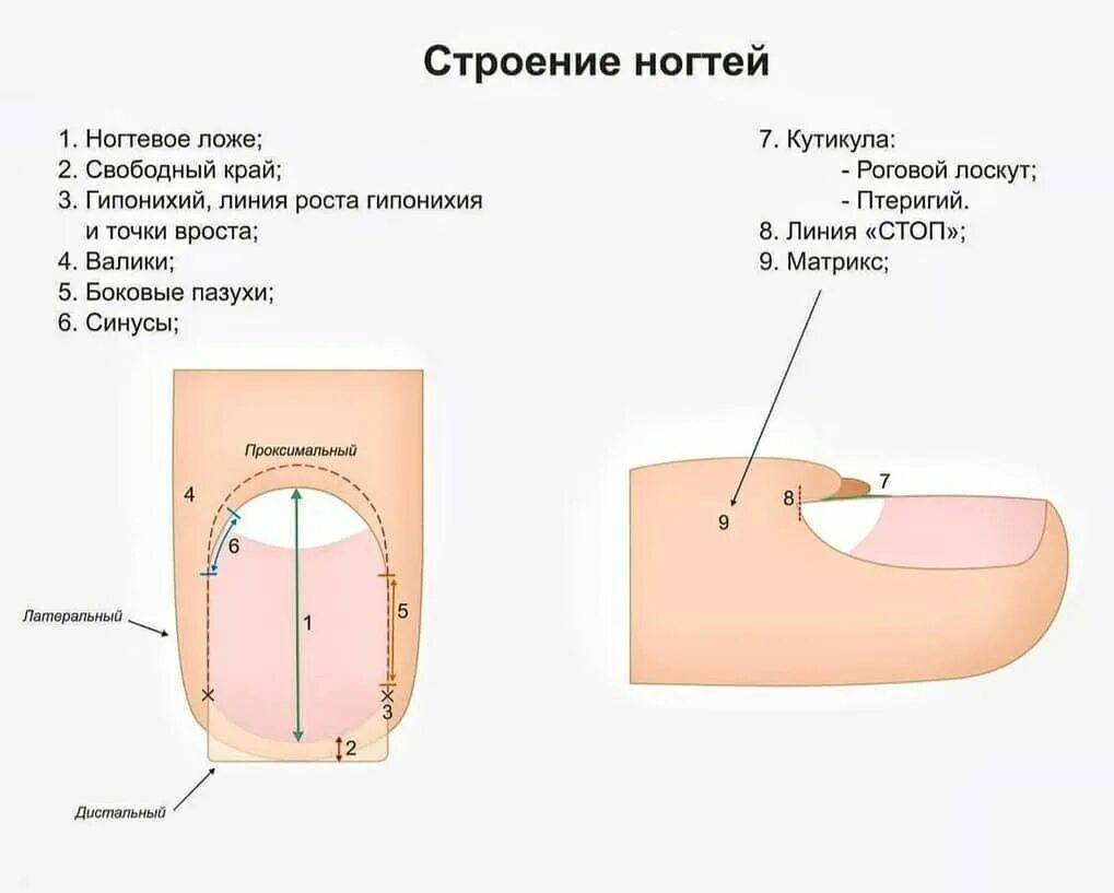 Строение ногтя, детализированная схема.