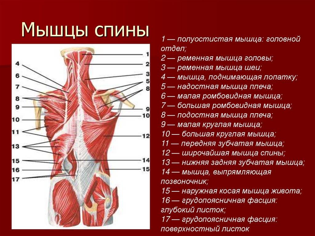 Анатомия мышц спины: что, как устроено и чем качать