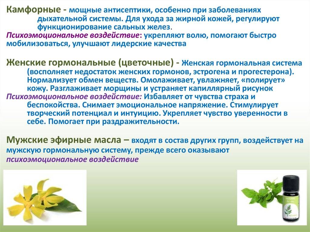 Камфорное масло: полезные свойства и применение