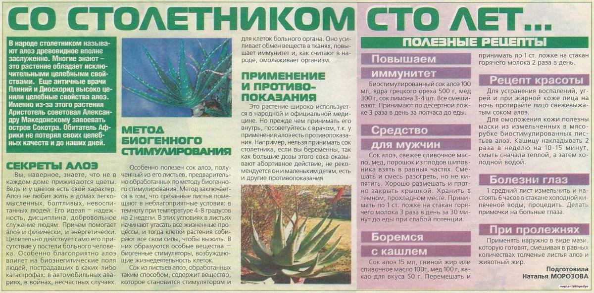 Алоэ для лица - 9 лучших рецептов - natural-cosmetology.ru