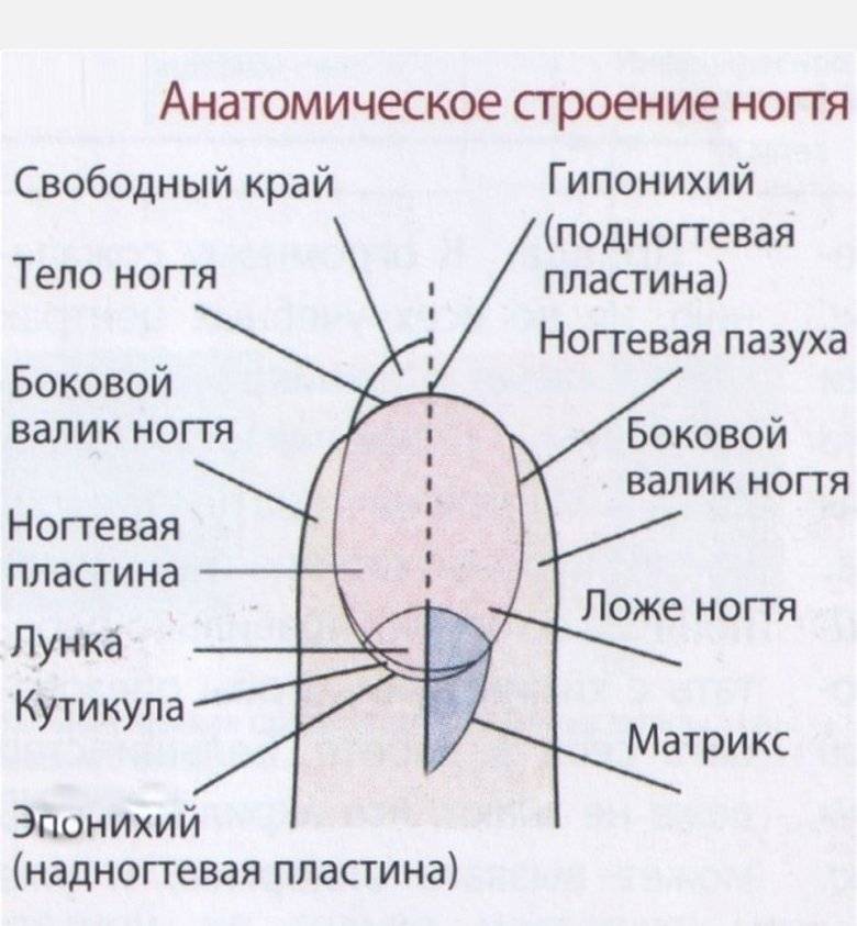 Строение ногтя и ногтевой пластины
