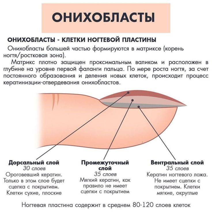 Из каких веществ и элементов состоят ногти человека