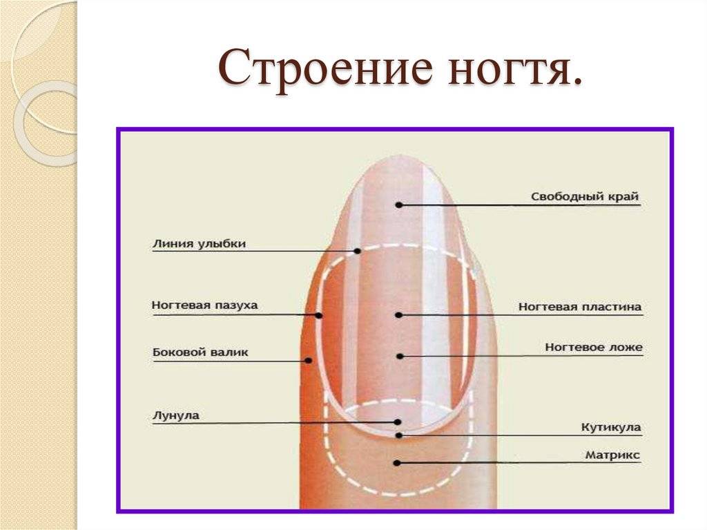 Строение ногтя: кутикула, кончик, ногтевые пластина и луночка.