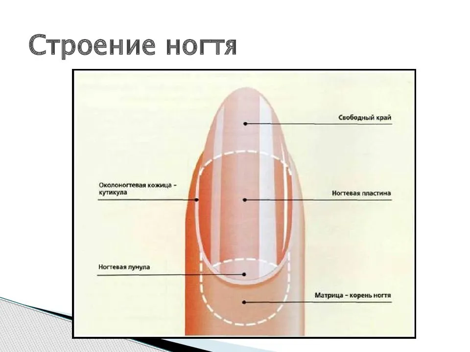 Запил ногтей придание формы. придание формы ногтям. | маникюр