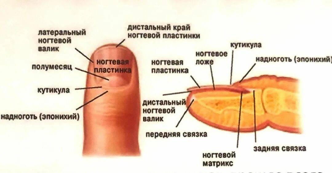 Отслоение ногтя от ногтевого ложа на руках: причины