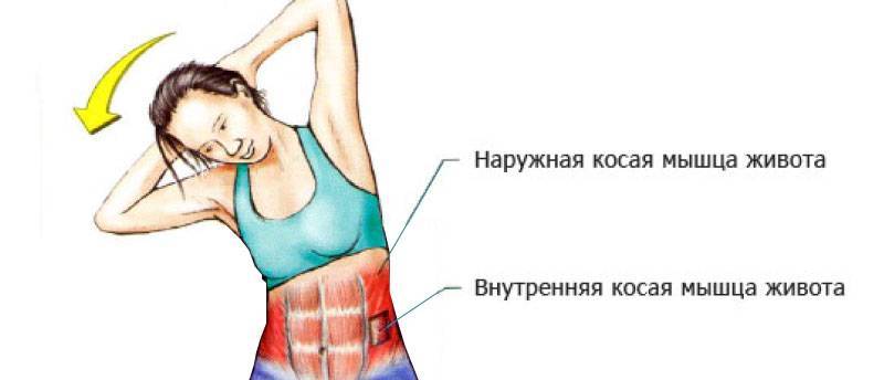 Наружная косая мышца живота — как качать? биомеханика и лучшие упражнения