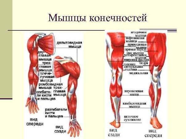 Анатомия мышц ног человека, строение и функции