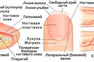 Заусенцы на пальцах рук, чем лечить у детей и взрослых | народная медицина