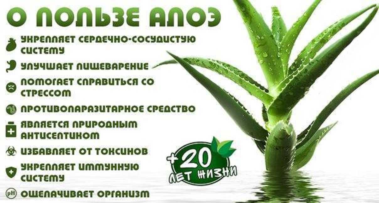 Рейтинг лучших гелей алоэ для лица и тела на 2024 год